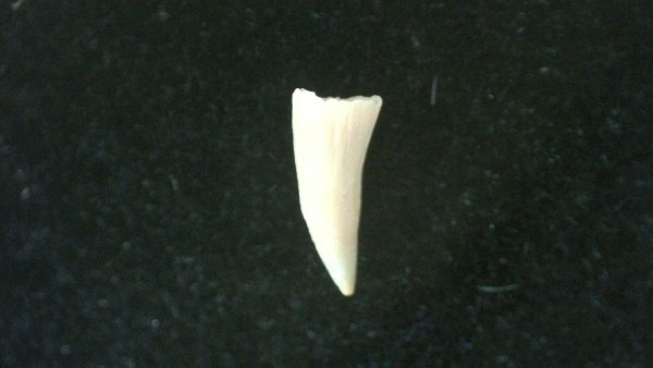 Genuine Permian Age Cacops Amphibian Tooth Fossils for Sale from Oklahoma #6a