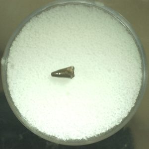 Genuine Permian Eryops Amphibian Tooth for Sale from Oklahoma #43