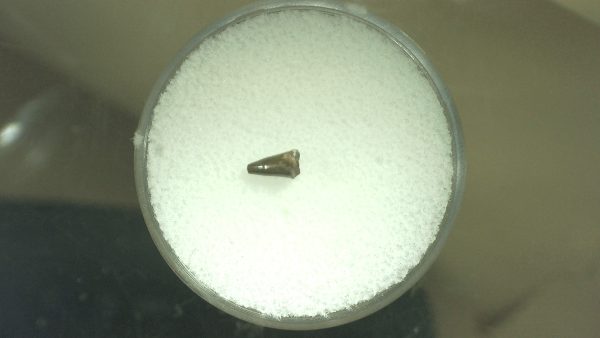 Genuine Permian Eryops Amphibian Tooth for Sale from Oklahoma #43