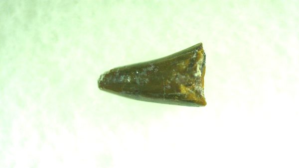 Genuine Permian Eryops Amphibian Tooth for Sale from Oklahoma #43a