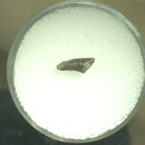 Genuine Permian Eryops Amphibian Tooth for Sale from Oklahoma #44