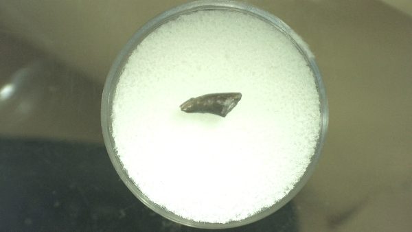 Genuine Permian Eryops Amphibian Tooth for Sale from Oklahoma #44