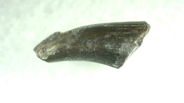 Genuine Permian Eryops Amphibian Tooth for Sale from Oklahoma #44a