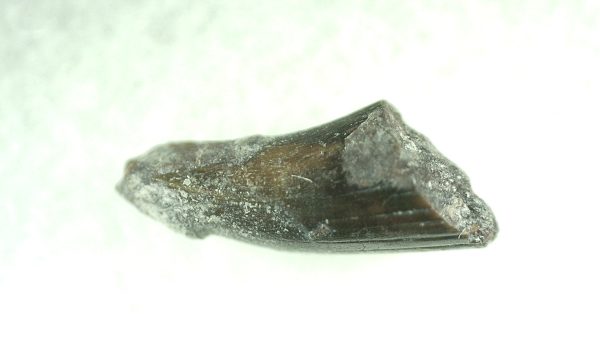 Genuine Permian Eryops Amphibian Tooth for Sale from Oklahoma #44b