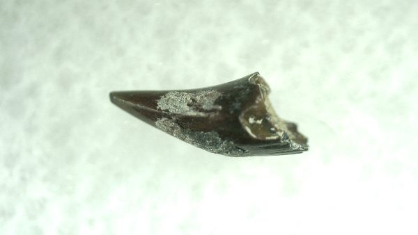 Genuine Permian Eryops Amphibian Tooth for Sale from Oklahoma #45b