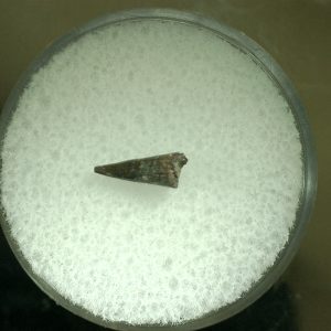 Genuine Permian Eryops Amphibian Tooth for Sale from Oklahoma #46