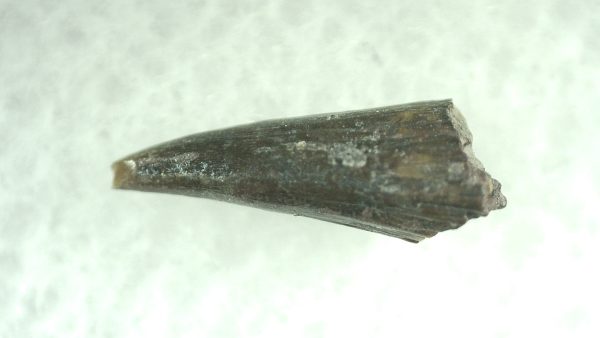 Genuine Permian Eryops Amphibian Tooth for Sale from Oklahoma #46b