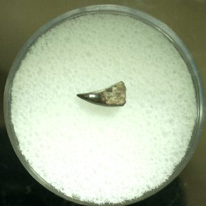 Genuine Permian Eryops Amphibian Tooth for Sale from Oklahoma #47