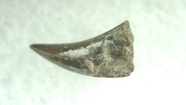 Genuine Permian Eryops Amphibian Tooth for Sale from Oklahoma #47b