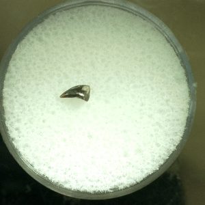 Genuine Permian Eryops Amphibian Tooth for Sale from Oklahoma #48