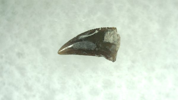 Genuine Permian Eryops Amphibian Tooth for Sale from Oklahoma #48a