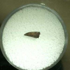 Genuine Permian Eryops Amphibian Tooth for Sale from Oklahoma #49