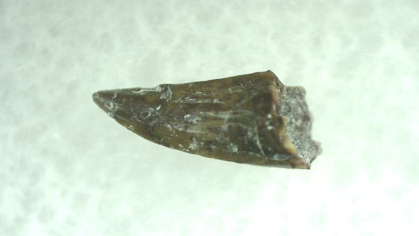 Genuine Permian Eryops Amphibian Tooth for Sale from Oklahoma #49b