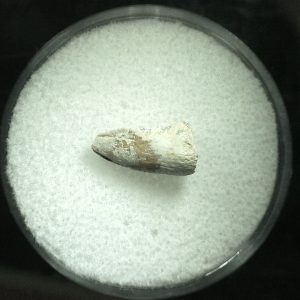 Genuine Permian Trimerorhacis Claw for Sale from Oklahoma #32