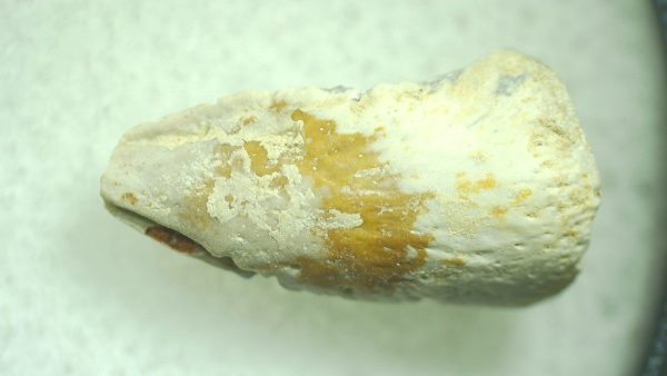 Genuine Permian Trimerorhacis Claw for Sale from Oklahoma #32a