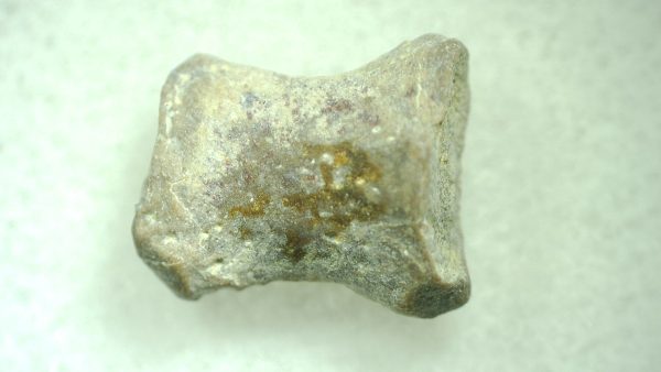 Genuine Permian Trimerorhacis Toe for Sale from Oklahoma #33a