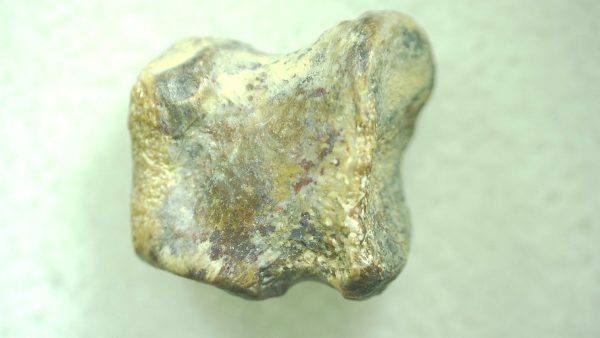 Genuine Permian Trimerorhacis Toe for Sale from Oklahoma #34a