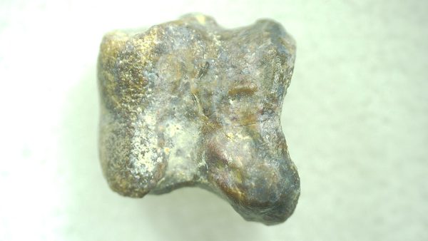 Genuine Permian Trimerorhacis Toe for Sale from Oklahoma #34b