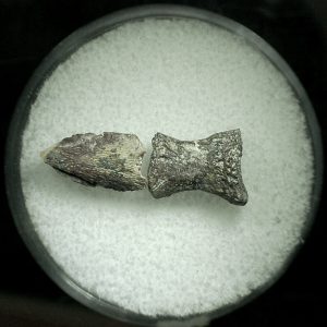 Genuine Permian Trimerorhacis Toe and Claw for Sale from Oklahoma #35