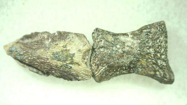 Genuine Permian Trimerorhacis Toe and Claw for Sale from Oklahoma #35a