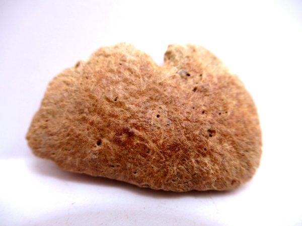 Genuine Cretaceous Age Denversaurus Nodosaur Scute Fossils for Sale from South Dakota #1a