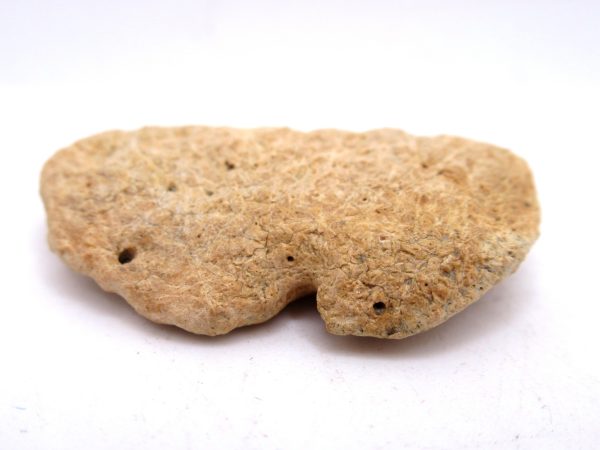 Genuine Cretaceous Age Denversaurus Nodosaur Scute Fossils for Sale from South Dakota #1b
