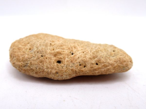 Genuine Cretaceous Age Denversaurus Nodosaur Scute Fossils for Sale from South Dakota #1c