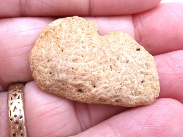 Genuine Cretaceous Age Denversaurus Nodosaur Scute Fossils for Sale from South Dakota #1d