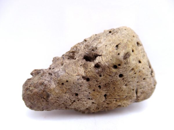 Genuine Cretaceous Age Denversaurus Nodosaur Scute Fossils for Sale from South Dakota #2