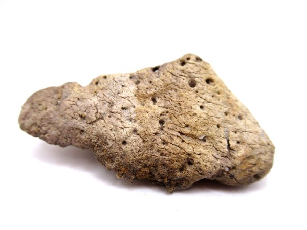 Genuine Cretaceous Age Denversaurus Nodosaur Scute Fossils for Sale from South Dakota #2a
