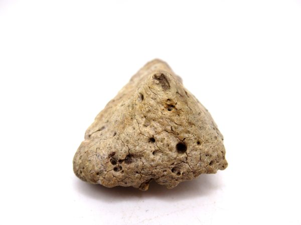 Genuine Cretaceous Age Denversaurus Nodosaur Scute Fossils for Sale from South Dakota #2b