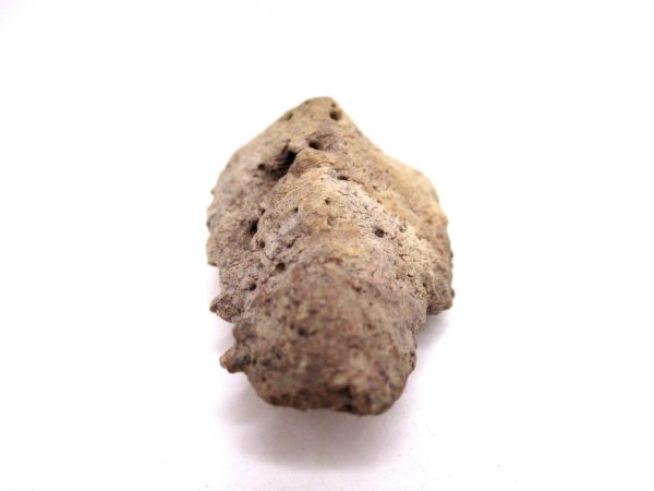 Genuine Cretaceous Age Denversaurus Nodosaur Scute Fossils for Sale from South Dakota #2d