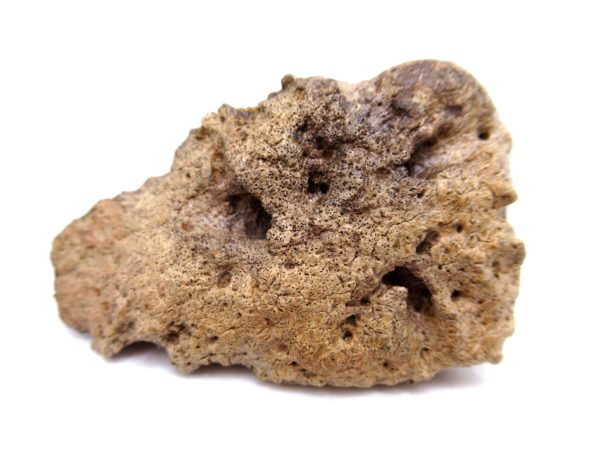 Genuine Cretaceous Age Denversaurus Nodosaur Scute Fossils for Sale from South Dakota #2e
