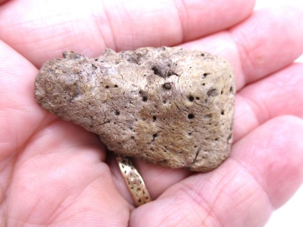 Genuine Cretaceous Age Denversaurus Nodosaur Scute Fossils for Sale from South Dakota #2f