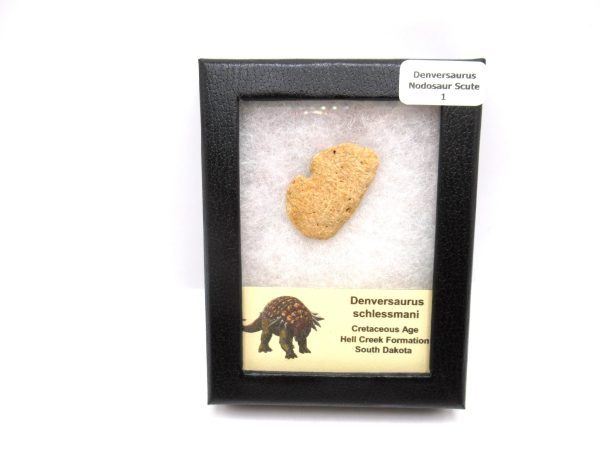 Genuine Cretaceous Age Denversaurus Nodosaur Scute Fossils for Sale from South Dakota #1