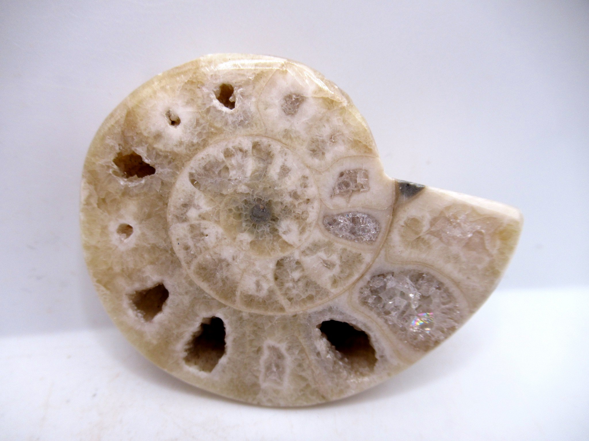 Triassic Nigeria Vascoceras Ammonite 12 | Fossils for Sale Genuine Triassic Age Vascoceras Ammonite Fossils for Sale from Nigeria #12