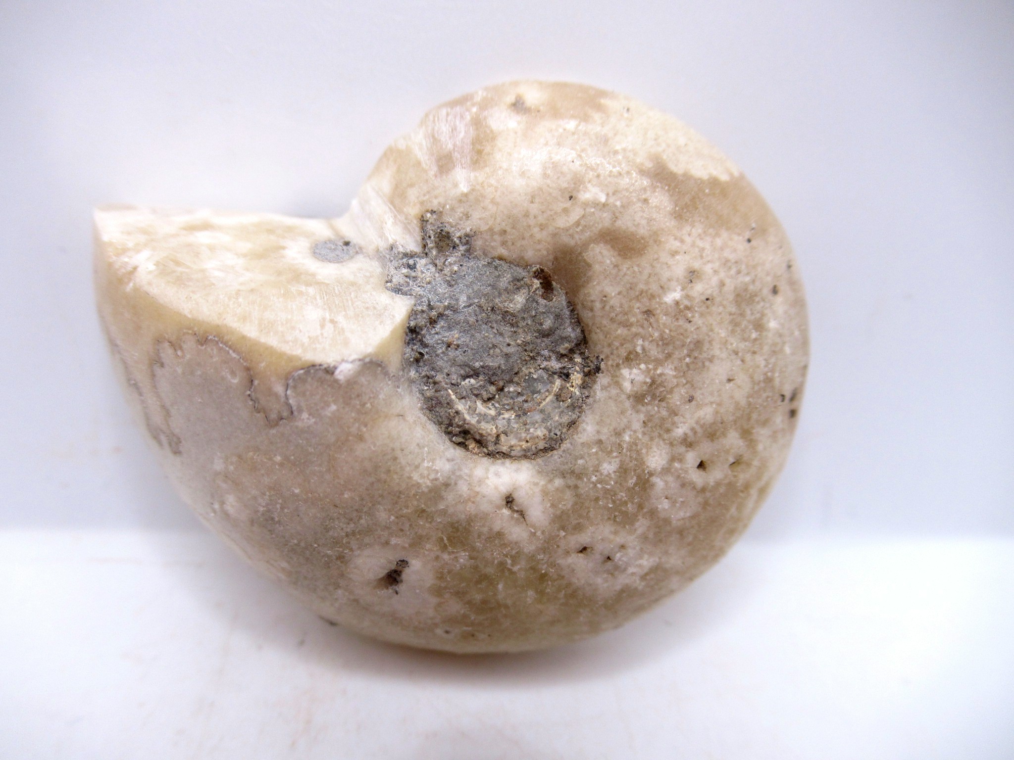 Triassic Nigeria Vascoceras Ammonite 12a | Fossils for Sale Genuine Triassic Age Vascoceras Ammonite Fossils for Sale from Nigeria #12a