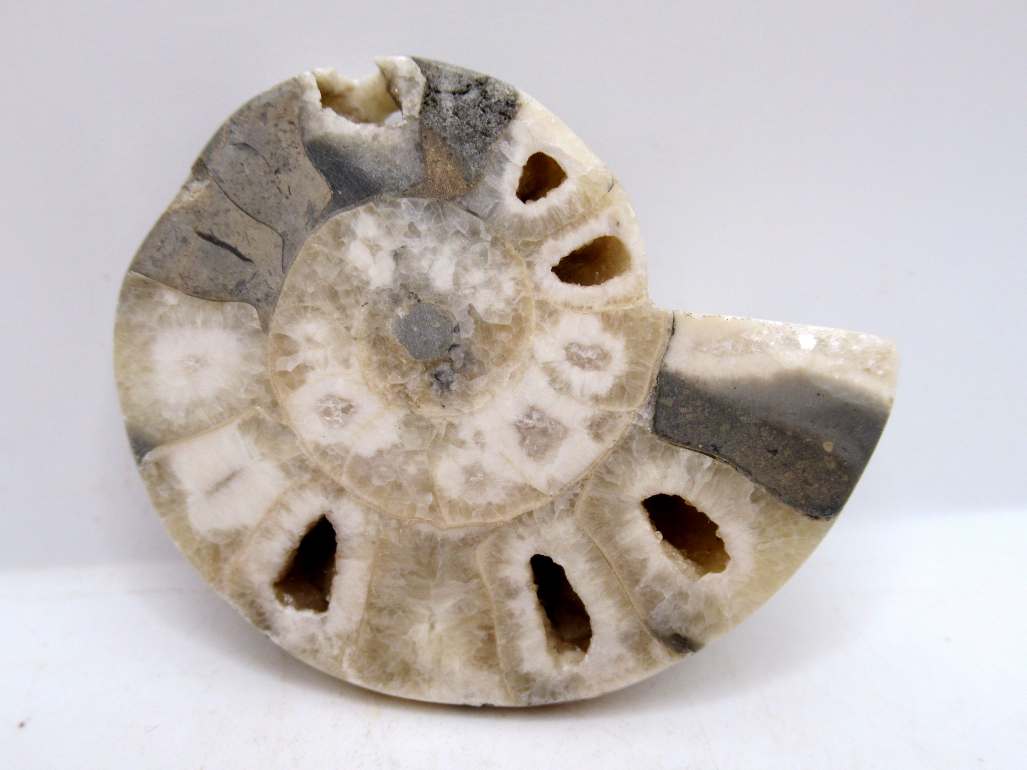 Triassic Nigeria Vascoceras Ammonite 14 | Fossils for Sale Genuine Triassic Age Vascoceras Ammonite Fossils for Sale from Nigeria #14