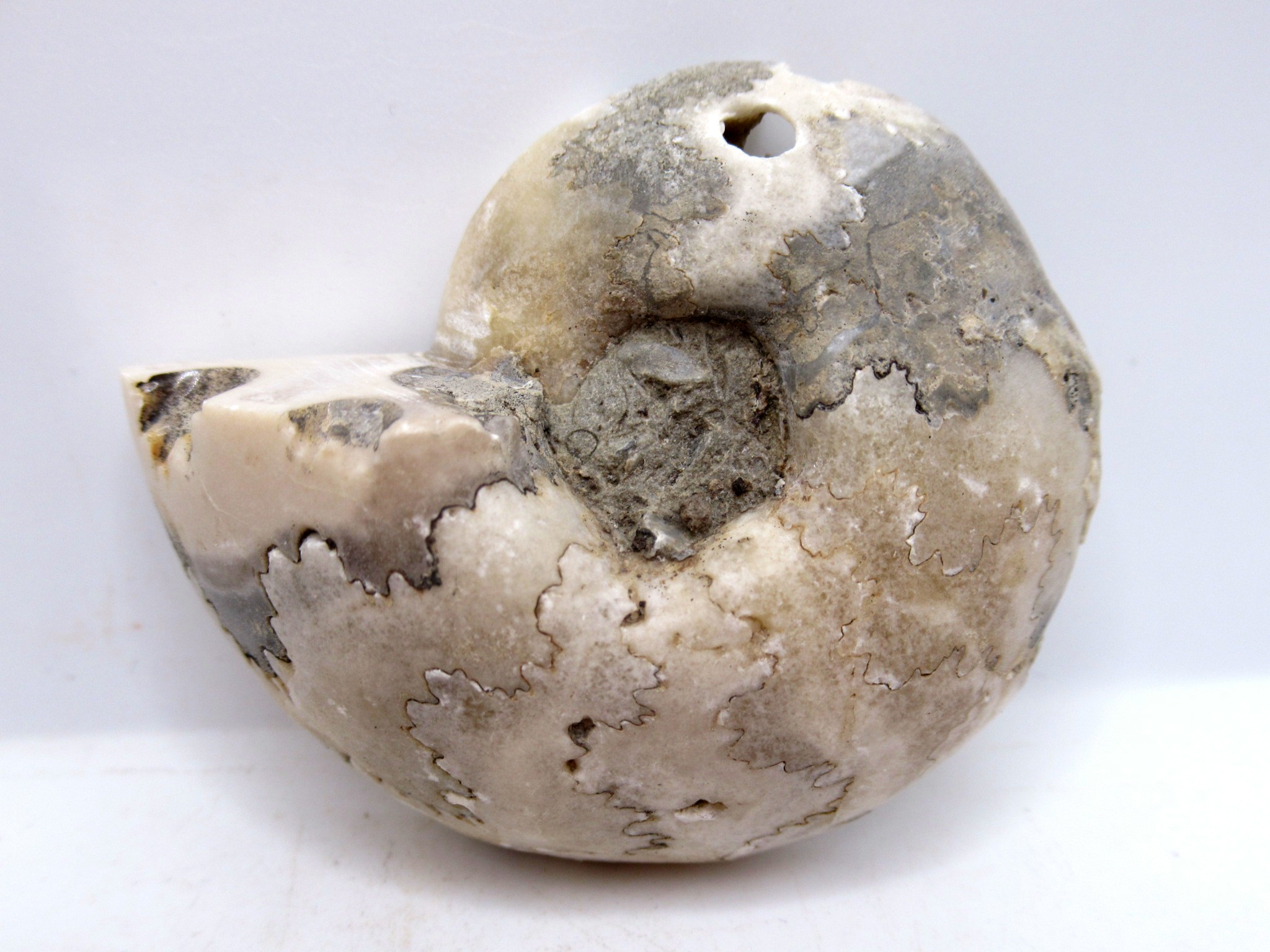 Triassic Nigeria Vascoceras Ammonite 14a | Fossils for Sale Genuine Triassic Age Vascoceras Ammonite Fossils for Sale from Nigeria #14a