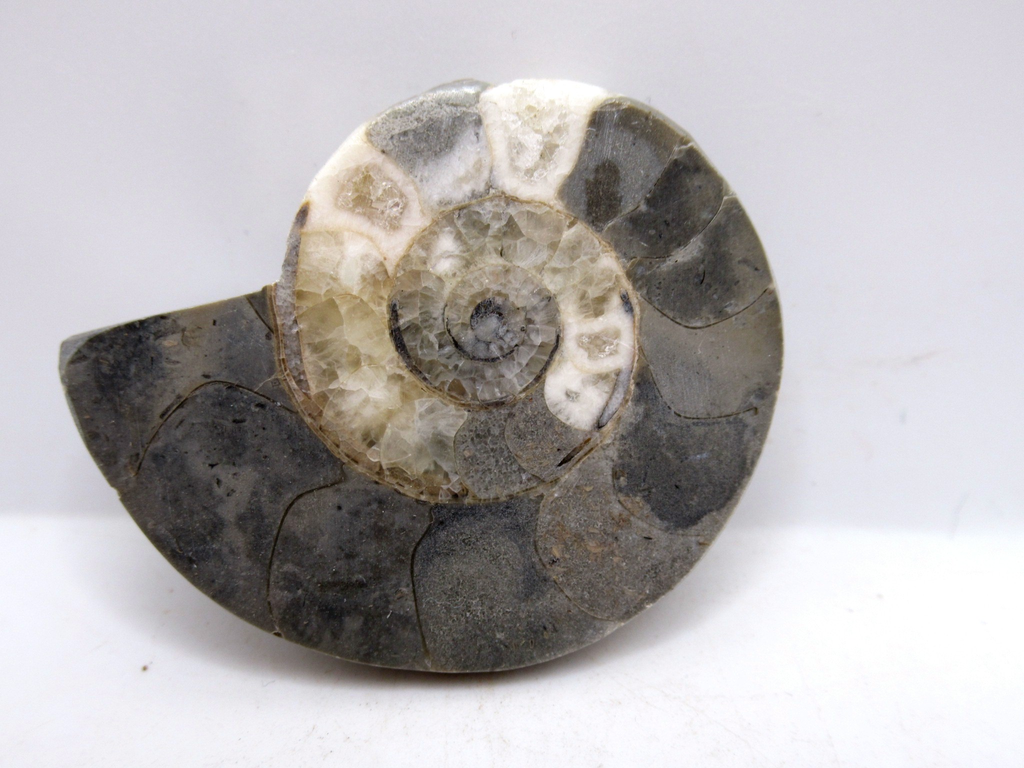 Triassic Nigeria Vascoceras Ammonite 15 | Fossils for Sale Genuine Triassic Age Vascoceras Ammonite Fossils for Sale from Nigeria #15