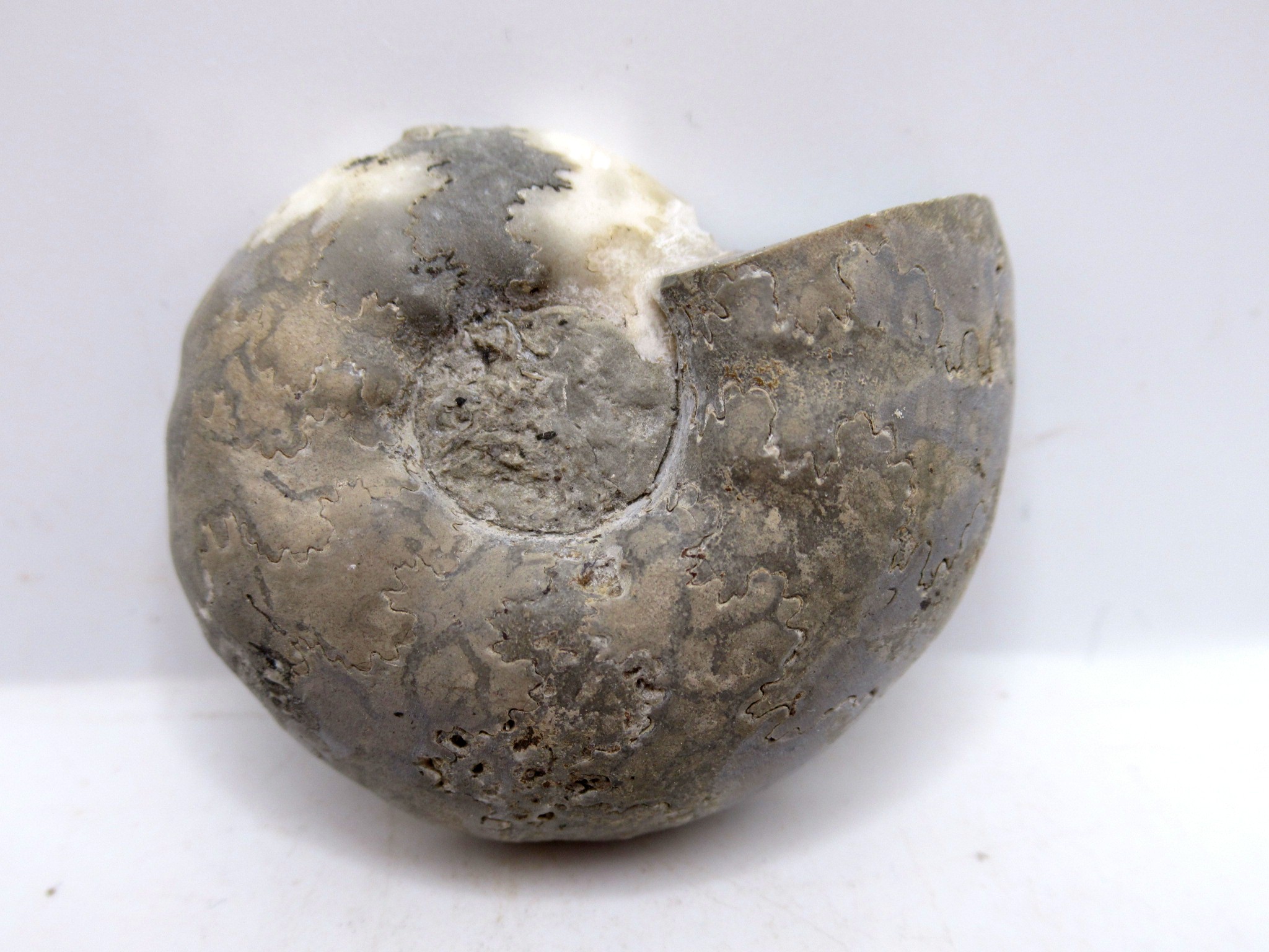 Triassic Nigeria Vascoceras Ammonite 15a | Fossils for Sale Genuine Triassic Age Vascoceras Ammonite Fossils for Sale from Nigeria #15a