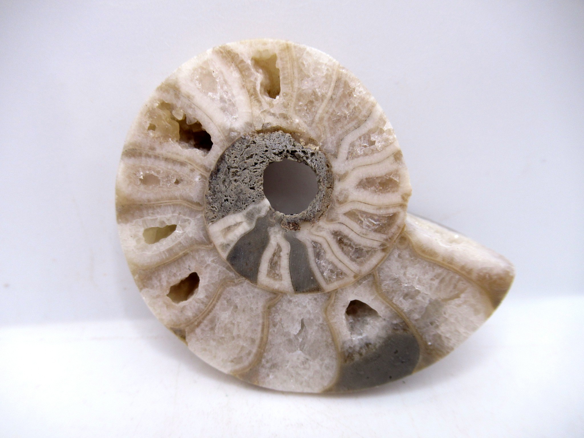 Triassic Nigeria Vascoceras Ammonite 16 | Fossils for Sale Genuine Triassic Age Vascoceras Ammonite Fossils for Sale from Nigeria #16