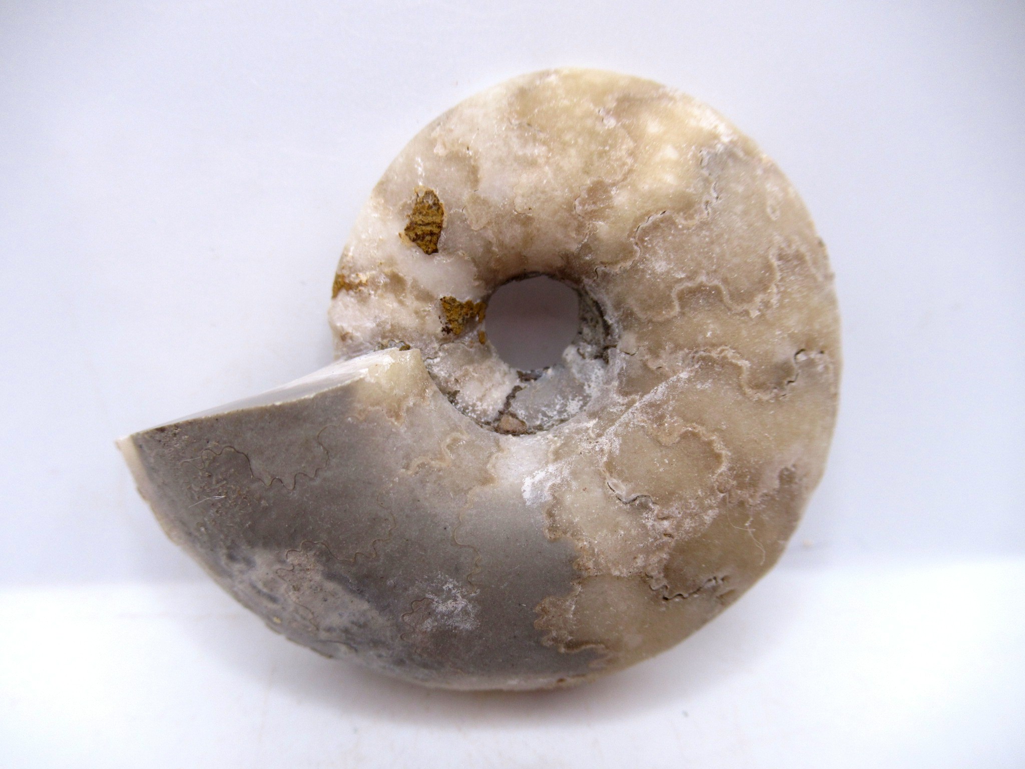Triassic Nigeria Vascoceras Ammonite 16a | Fossils for Sale Genuine Triassic Age Vascoceras Ammonite Fossils for Sale from Nigeria #16a