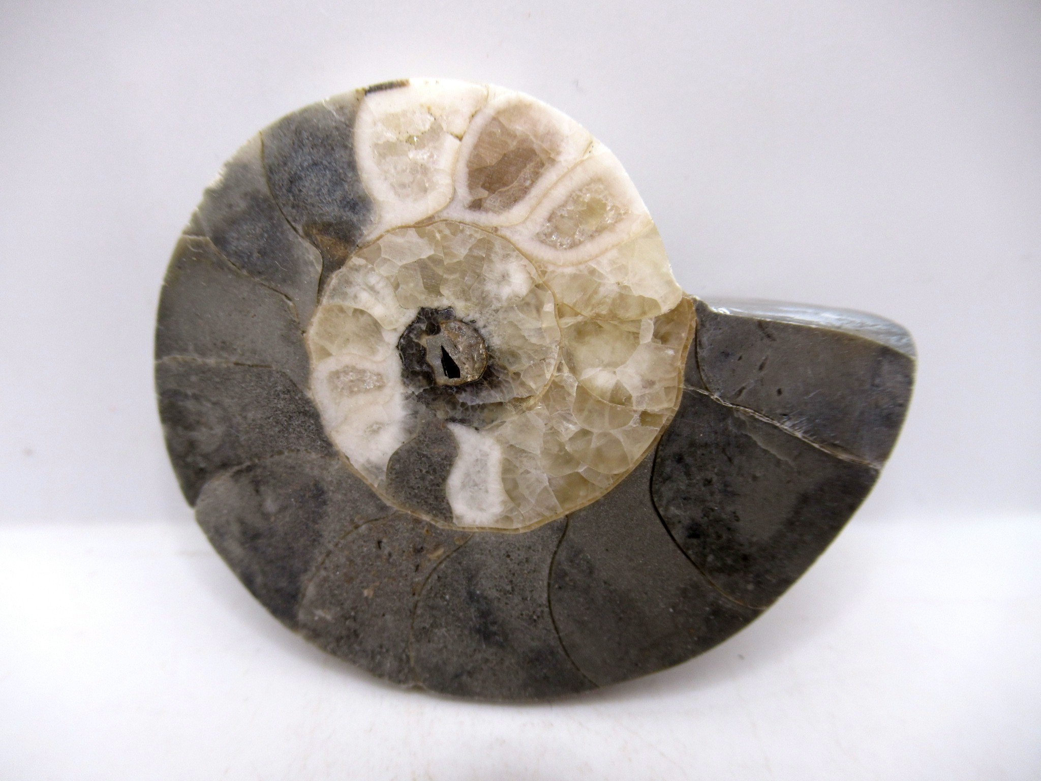 Triassic Nigeria Vascoceras Ammonite 17 | Fossils for Sale Genuine Triassic Age Vascoceras Ammonite Fossils for Sale from Nigeria #17