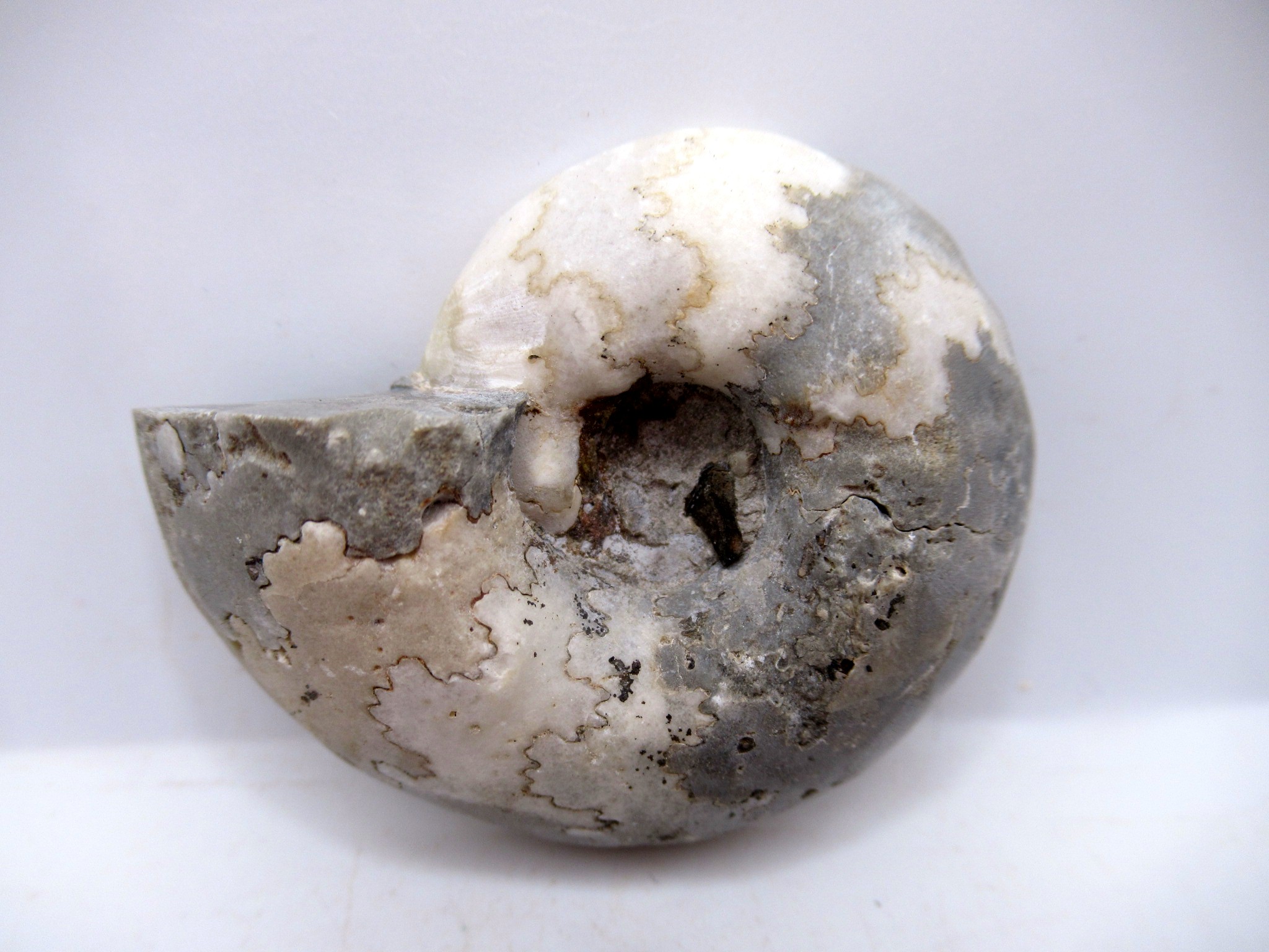 Triassic Nigeria Vascoceras Ammonite 17a | Fossils for Sale Genuine Triassic Age Vascoceras Ammonite Fossils for Sale from Nigeria #17a