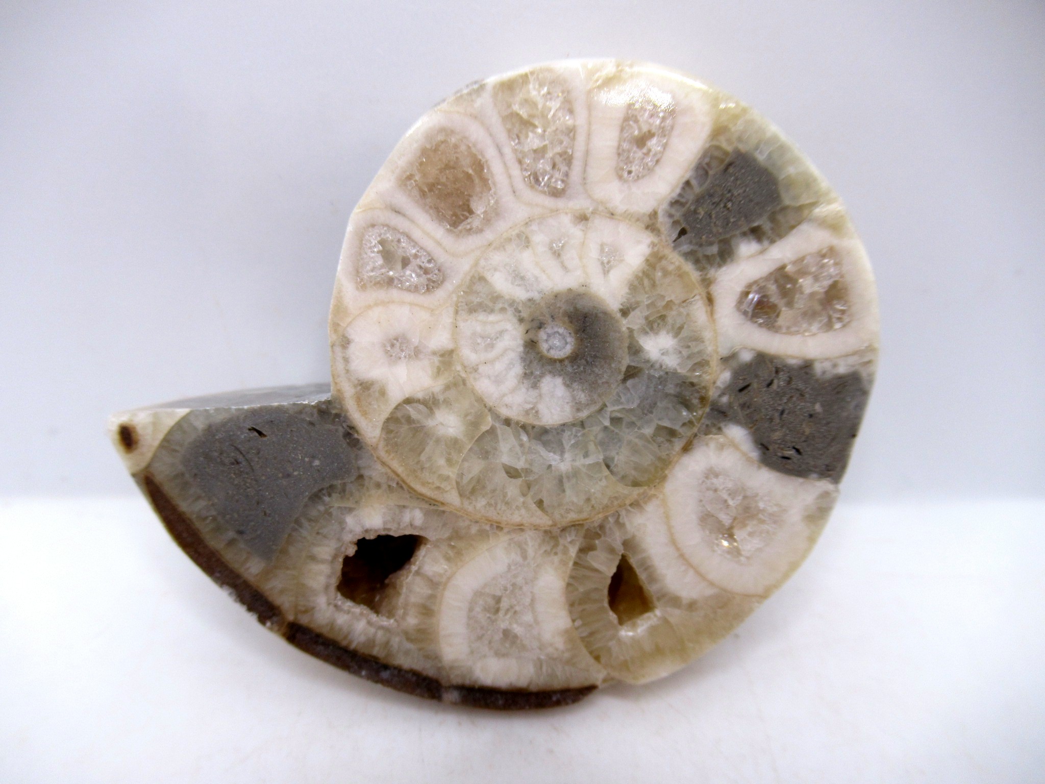 Triassic Nigeria Vascoceras Ammonite 18 | Fossils for Sale Genuine Triassic Age Vascoceras Ammonite Fossils for Sale from Nigeria #18