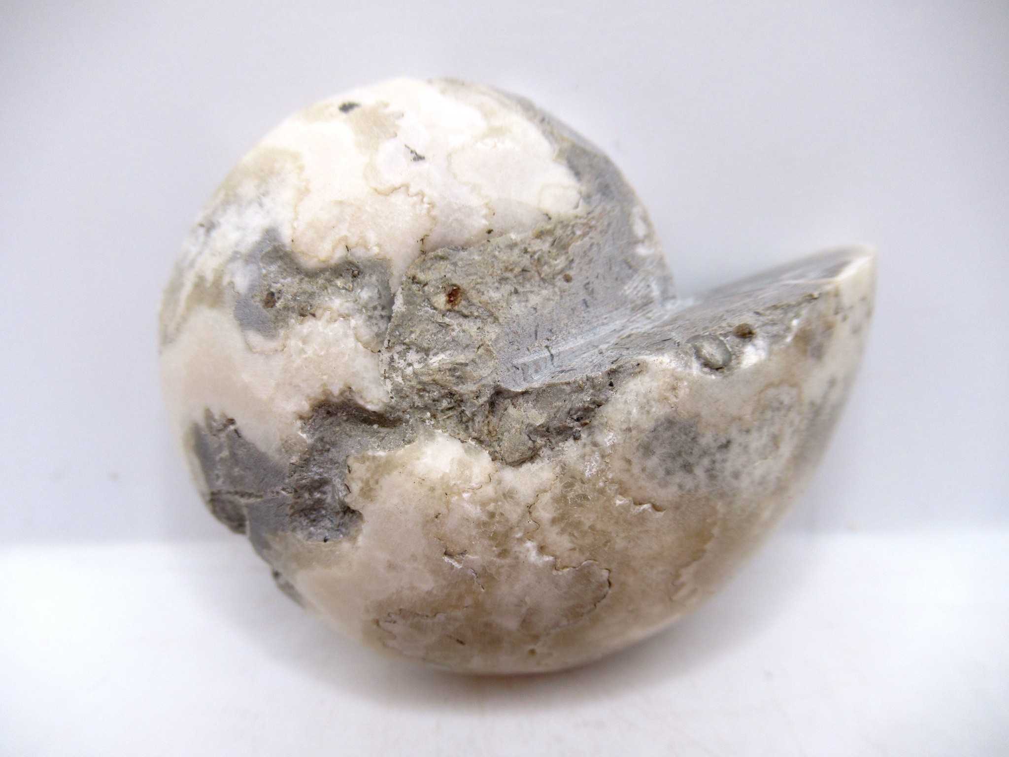 Triassic Nigeria Vascoceras Ammonite 18a | Fossils for Sale Genuine Triassic Age Vascoceras Ammonite Fossils for Sale from Nigeria #18a