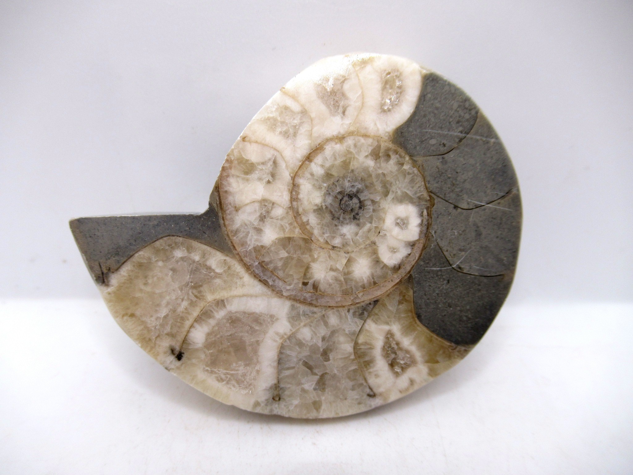 Triassic Nigeria Vascoceras Ammonite 19 | Fossils for Sale Genuine Triassic Age Vascoceras Ammonite Fossils for Sale from Nigeria #19