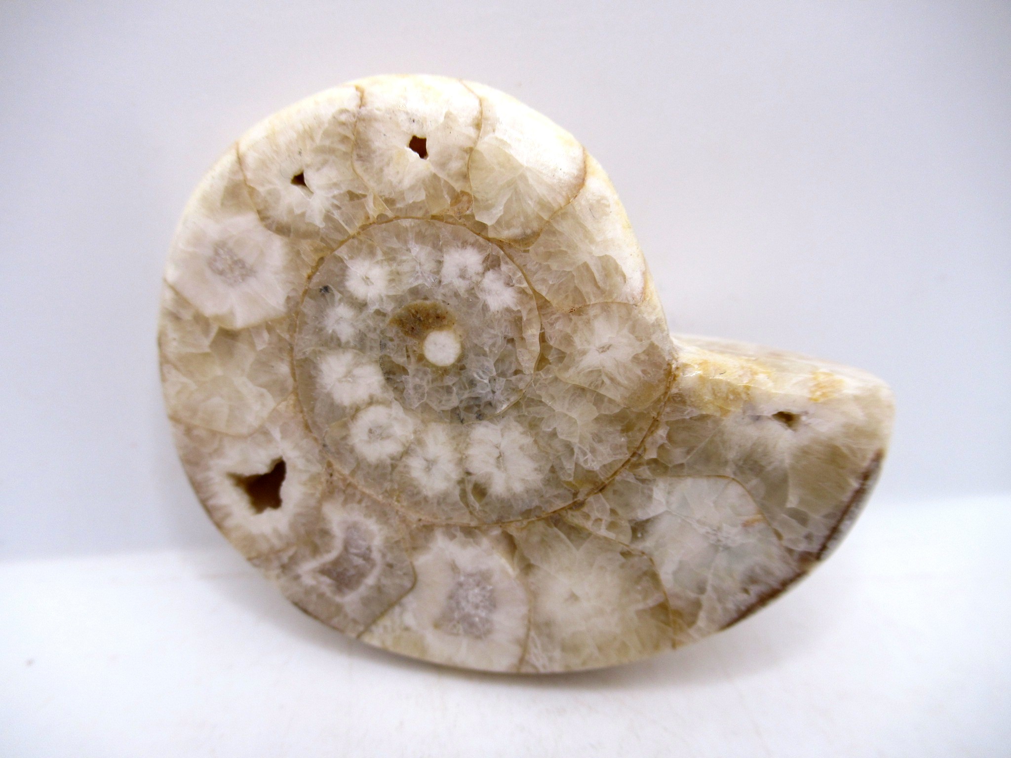 Triassic Nigeria Vascoceras Ammonite 20 | Fossils for Sale Genuine Triassic Age Vascoceras Ammonite Fossils for Sale from Nigeria #20