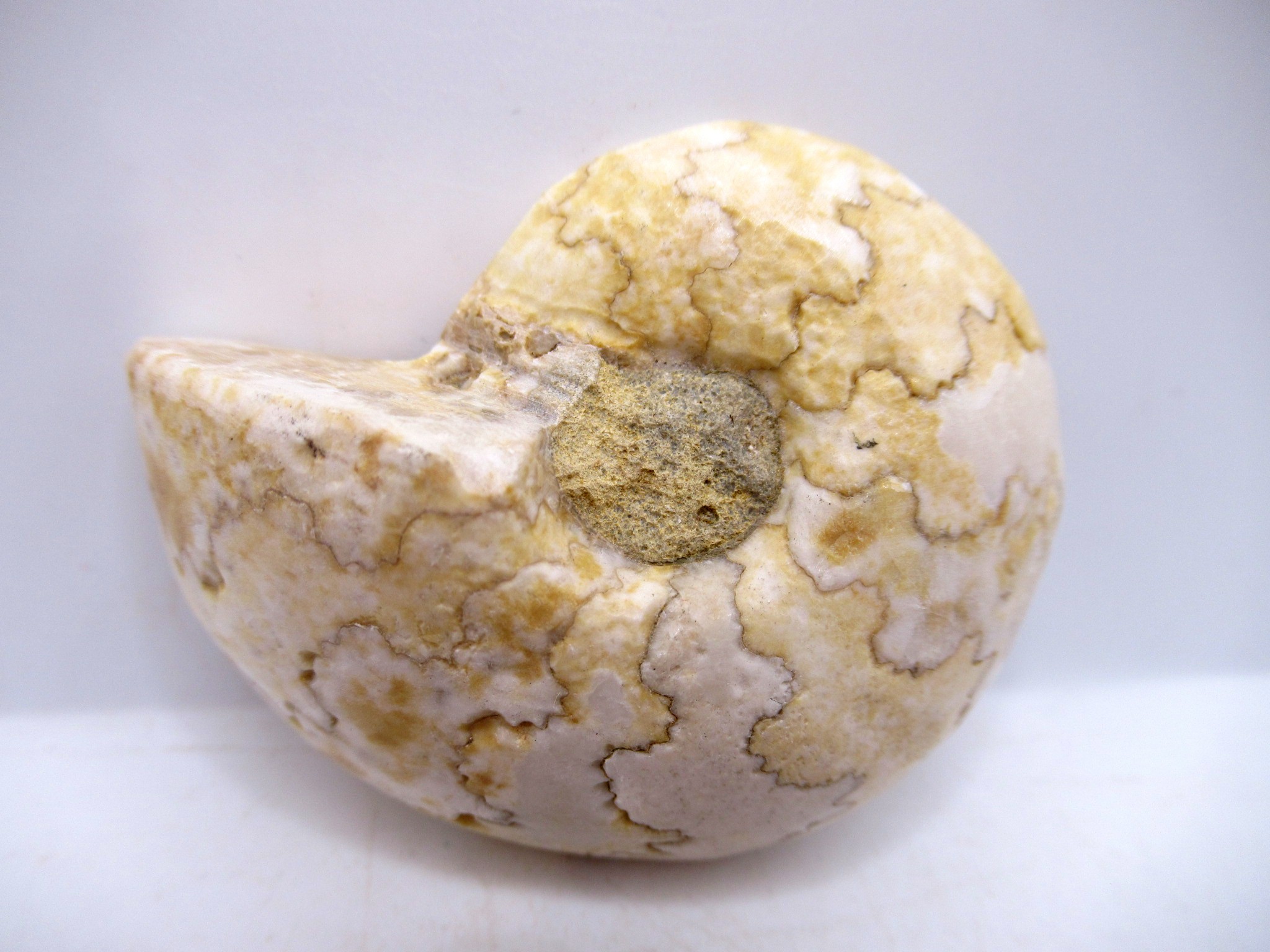 Triassic Nigeria Vascoceras Ammonite 20a | Fossils for Sale Genuine Triassic Age Vascoceras Ammonite Fossils for Sale from Nigeria #20a